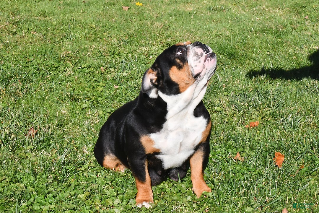 Olde English Bulldogge dogs for sale: Lena - Ad 16