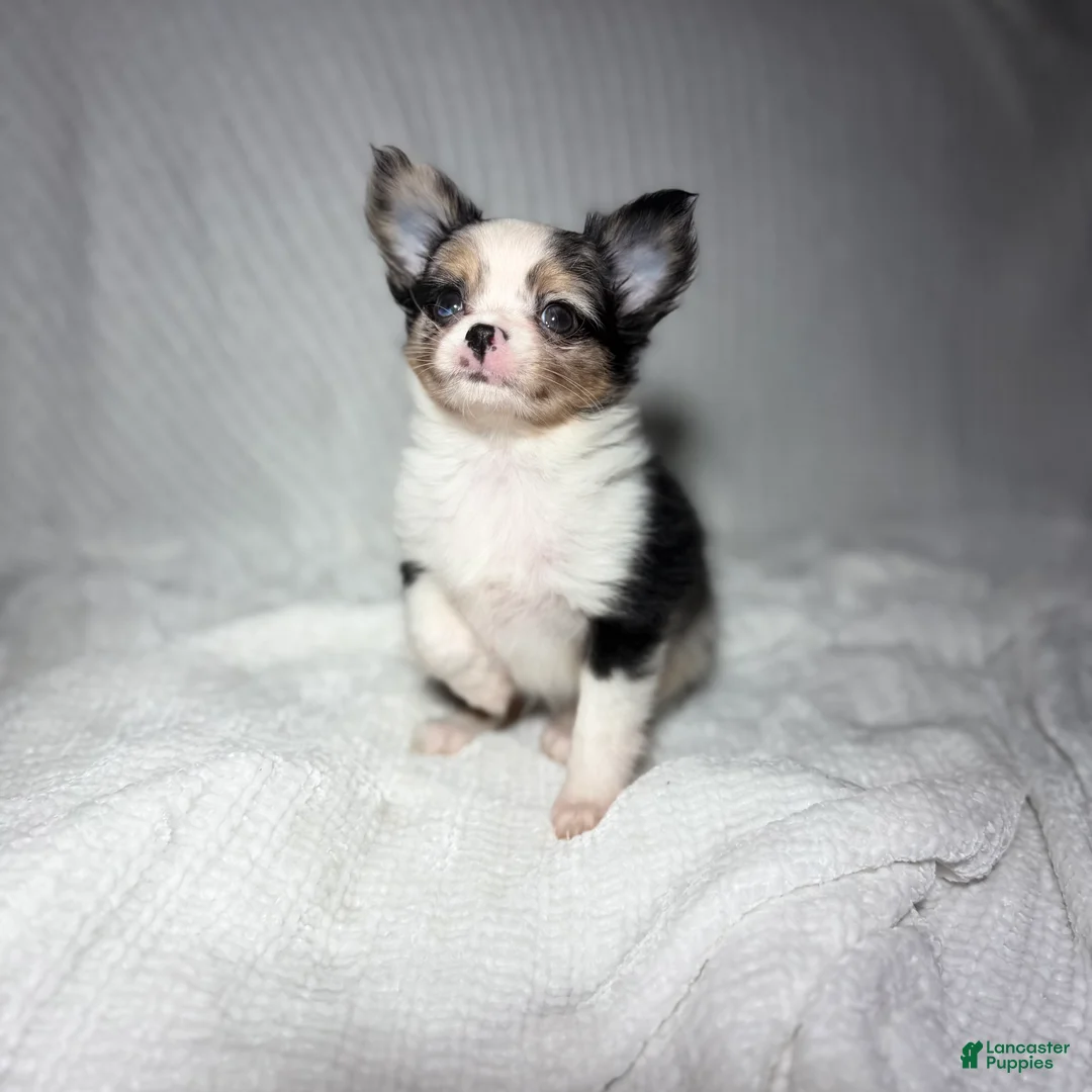 Chihuahua dogs for sale: Ozzie  - Ad 1