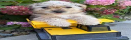 Shorkie dogs for sale: Ace - Ad 5