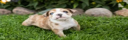 English Bulldog dogs for sale: Buddy  - Ad 5