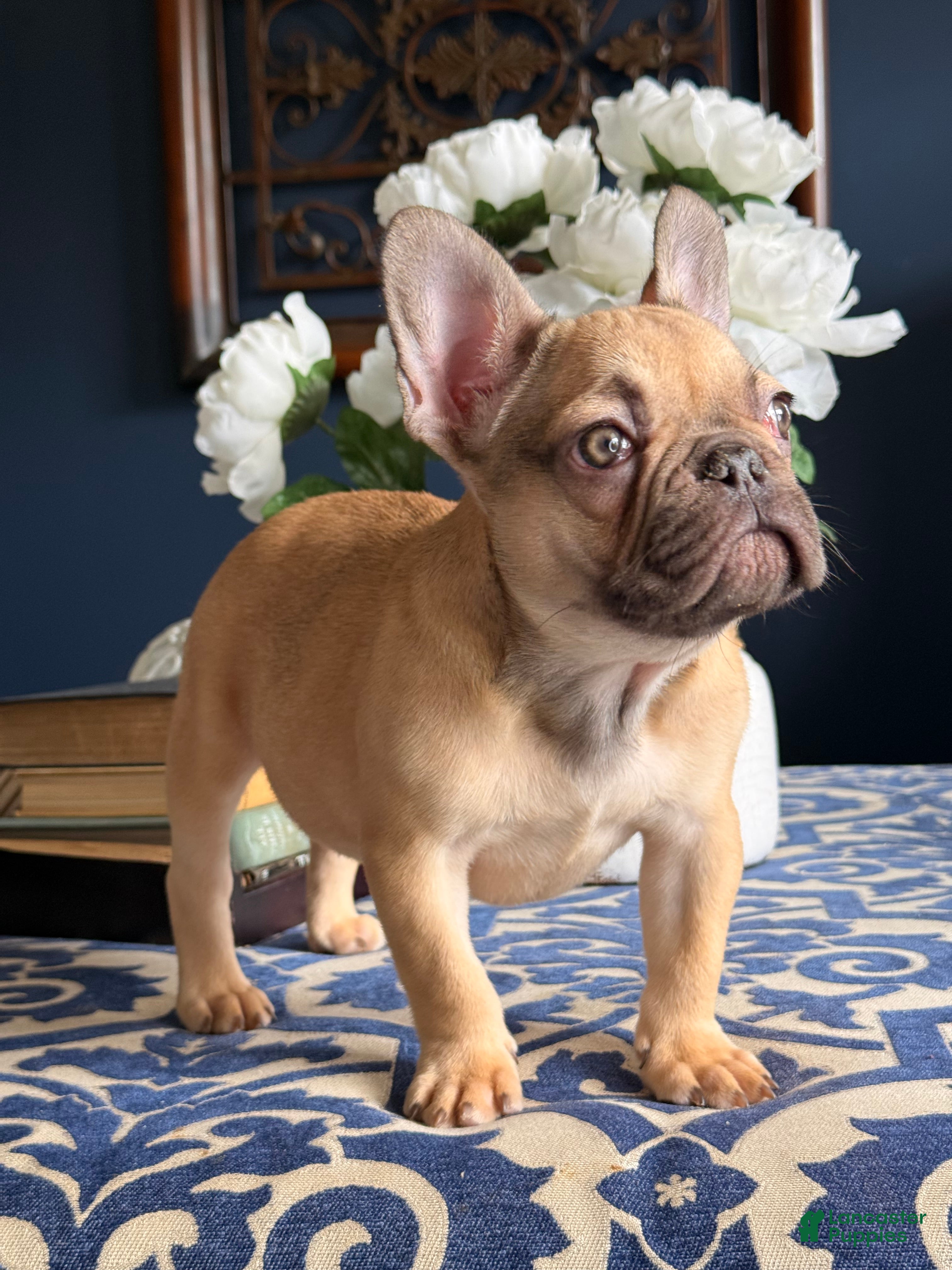 French Bulldog dogs French Bulldog Puppy 1 - Ad 2