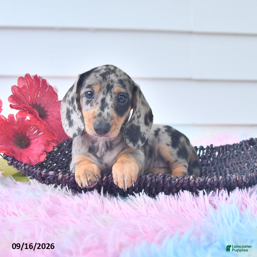 Miniature Dachshund dogs for sale: Ferris - Ad 4