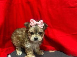 Morkie dogs Morkie Puppy 1 - Ad 22