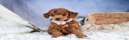 Toy Poodle dogs for sale: Tansy  - Ad 8