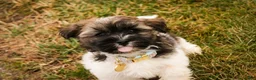 Havanese dogs for sale: Biscotti - Ad 5