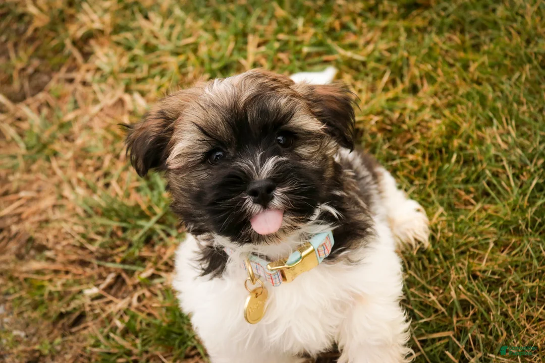 Havanese dogs for sale: Biscotti - Ad 5