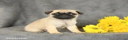Pug dogs for sale: Princess - Ad 2