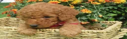 Mini Goldendoodle dogs for sale: Cider - Ad 7