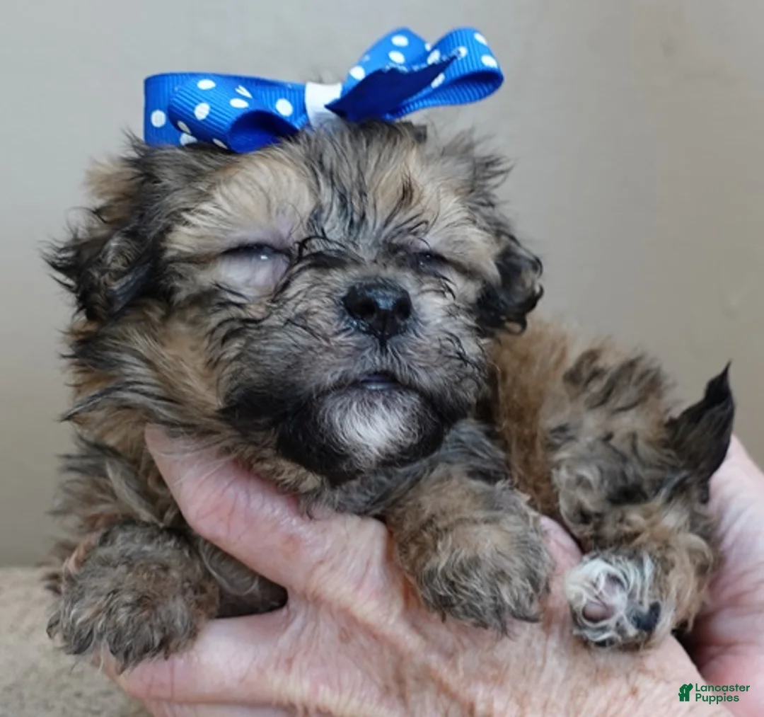 Maltipoo dogs for sale: River - Ad 6