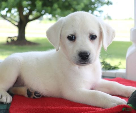 Labrador Retriever dogs Gracie - Special price - Ad 2