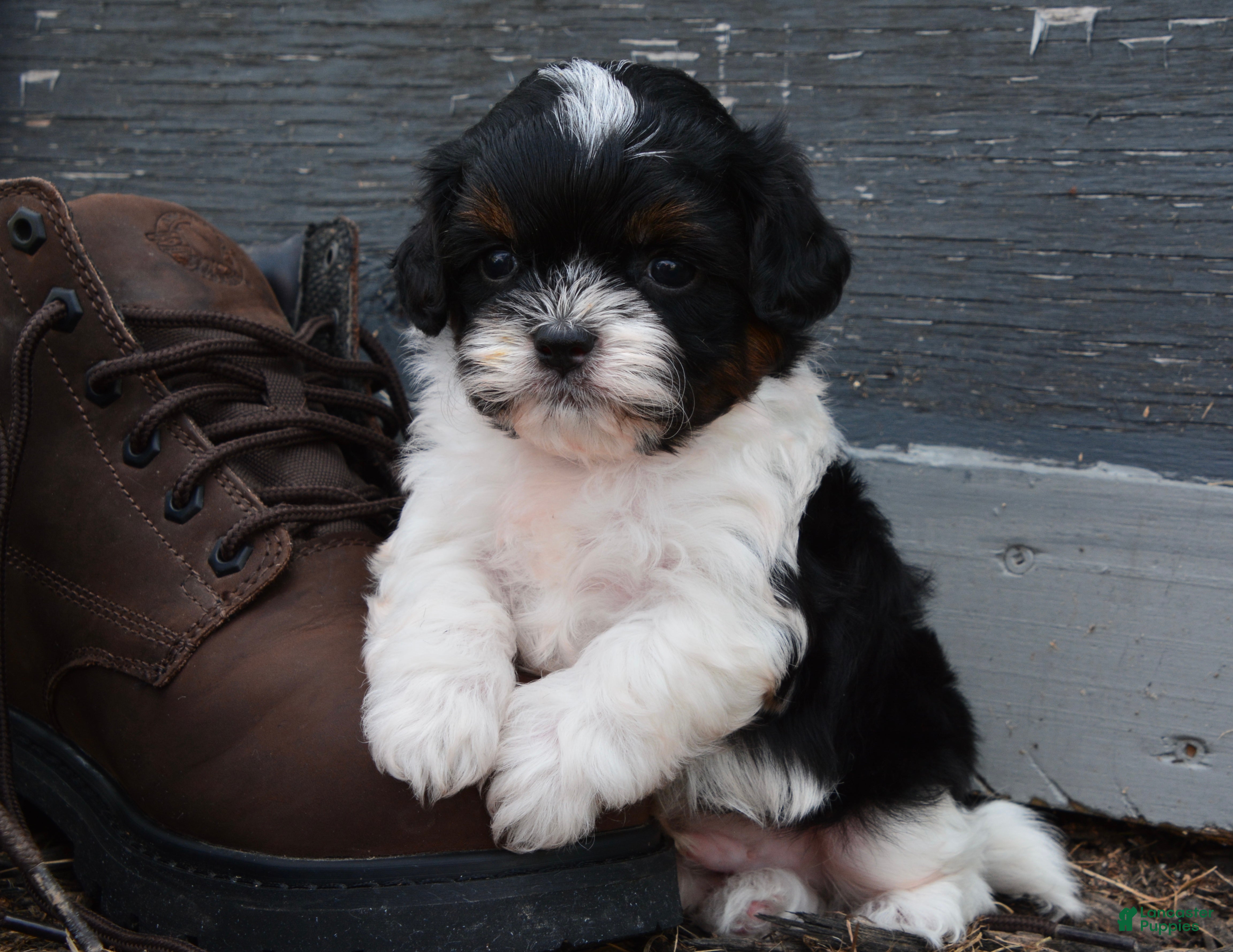 Shihpoo dogs Panda - Ad 1