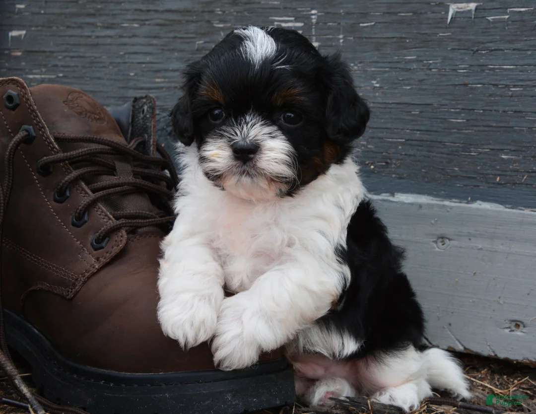 Shihpoo dogs for sale: Panda - Ad 1