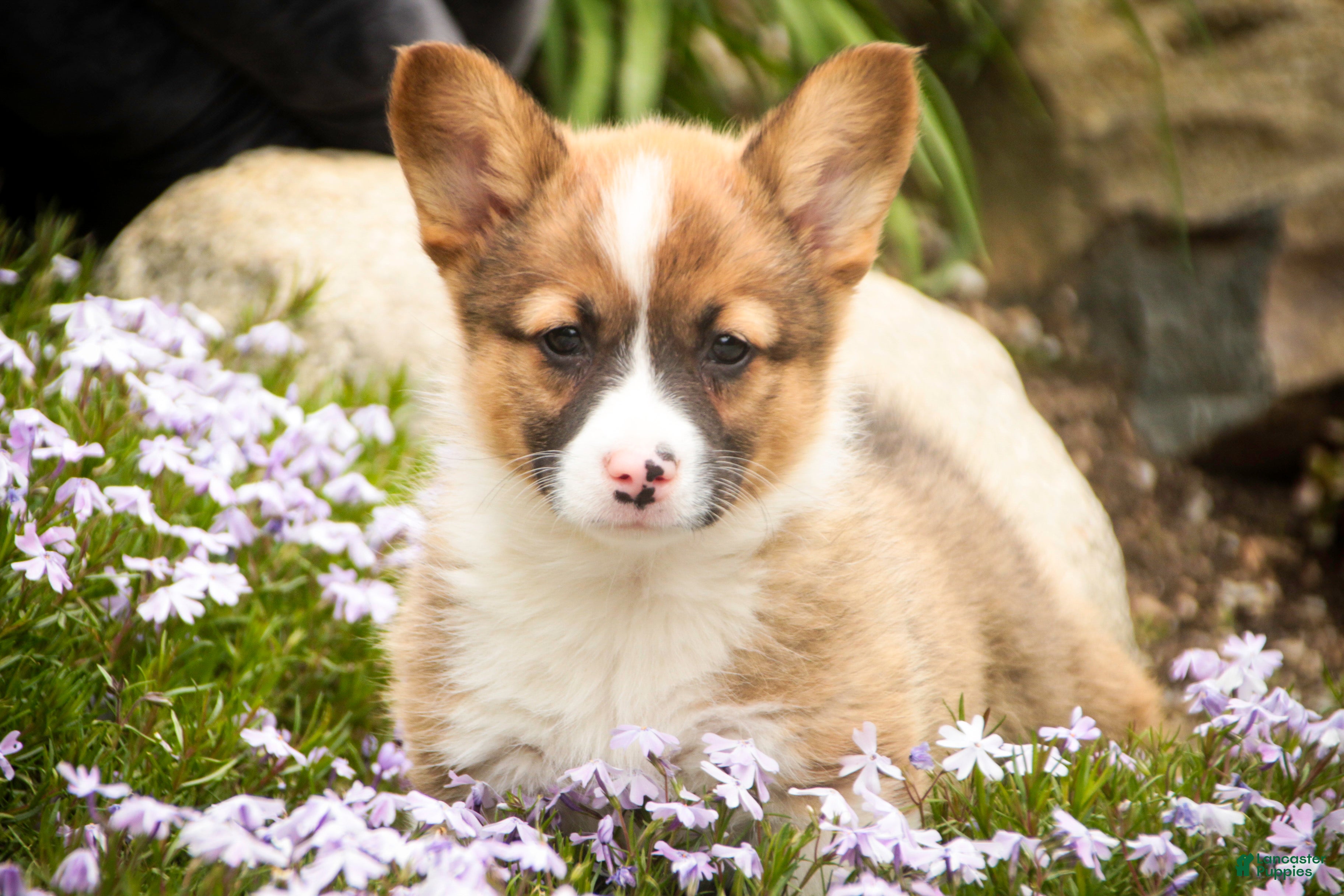 Welsh Corgi Pembroke dogs Georgia - Ad 1