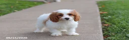 Cavapoochon dogs for sale: Hartley - Ad 4