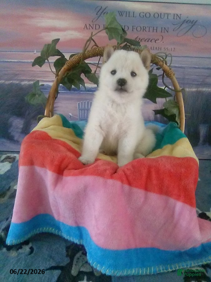 Shiba Inu dogs Brooklyn - Ad 1