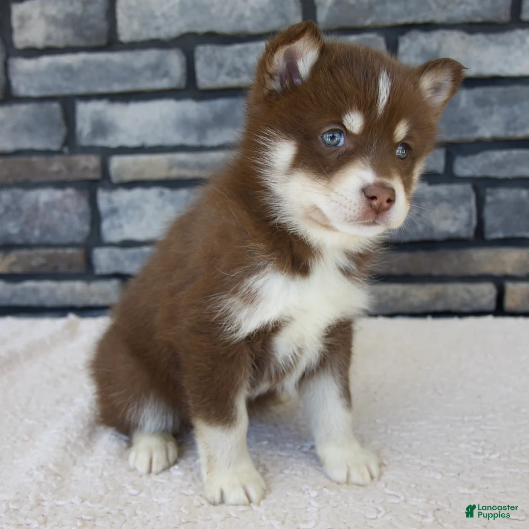 Pomsky dogs for sale: Roxie - Ad 1