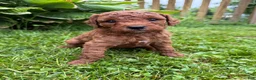 Mini Goldendoodle dogs for sale: Daisy - Ad 10