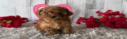 Toy Poodle dogs for sale: Winster - Ad 4