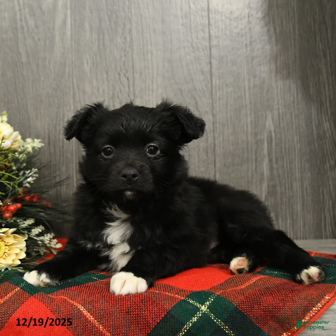 Miniature Australian Shepherd dogs for sale: Cocoa - Ad 8