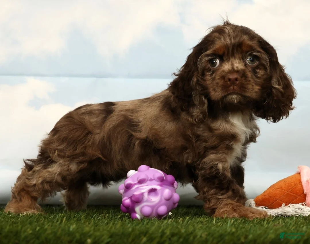 Cocker Spaniel dogs for sale: Harper - Ad 1