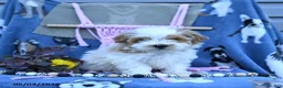 Maltipoo dogs for sale: Allen - Ad 4