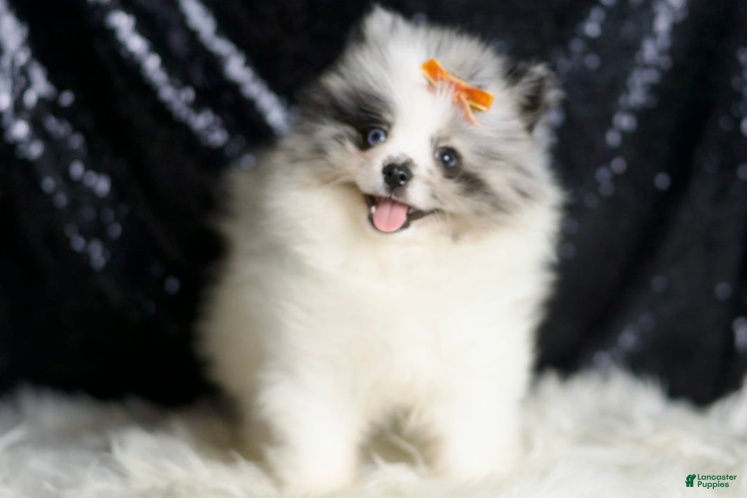 Pomeranian dogs for sale: Mr. Merle - Ad 1