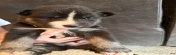 Siberian Husky dogs for sale: Siberian Husky Puppy 1 - Ad 1