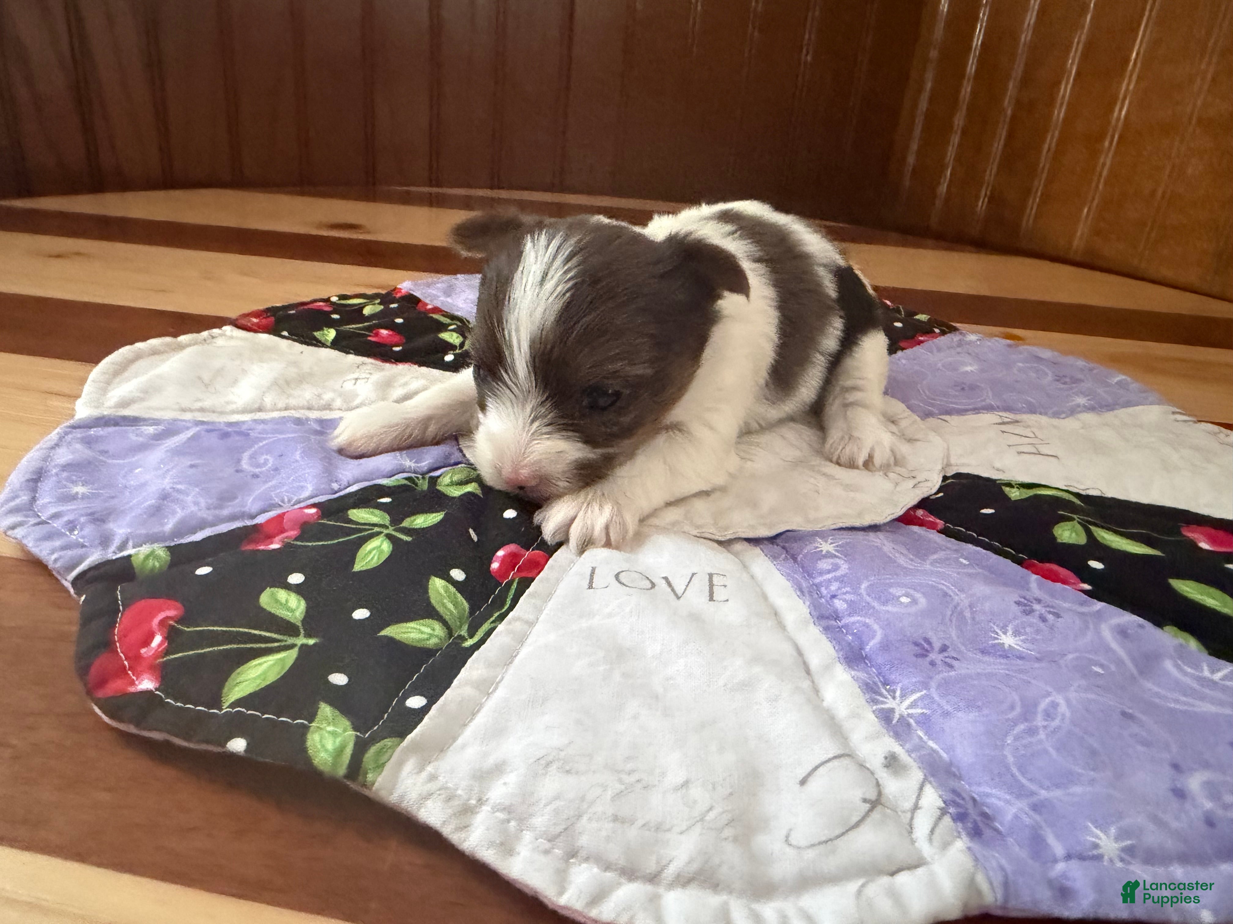 Yorkshire Terrier dogs Yorkshire Terrier Puppy 2 - Ad 1