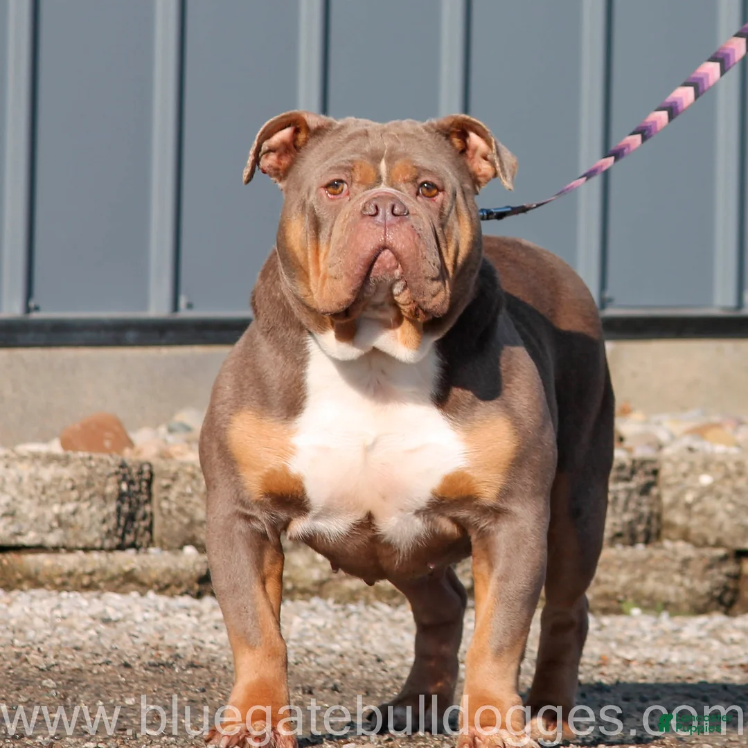 Gallery Image {{count}}