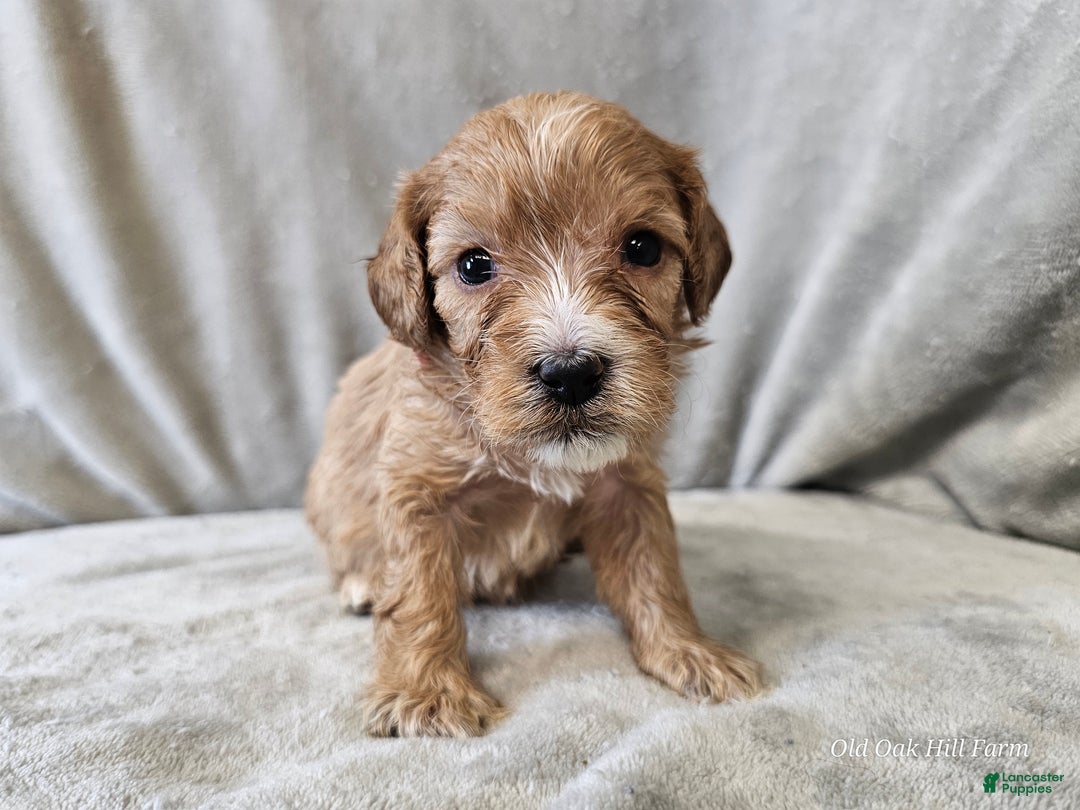 Cavapoo dogs for sale: Ziti - Ad 1