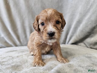 Cavapoo dogs Ziti - Ad 3