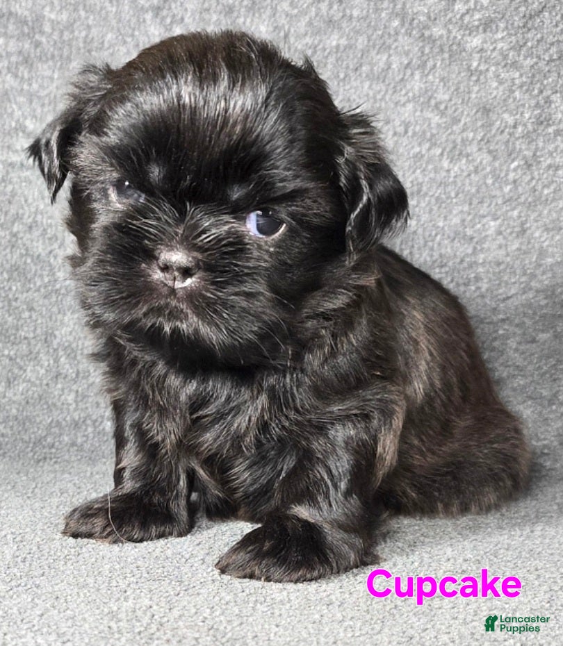 Shih Tzu dogs Cupcake  - Ad 22
