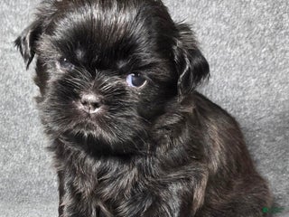 Shih Tzu dogs Cupcake - Ad 6