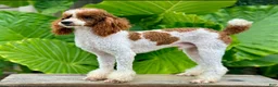 Mini Bernedoodle dogs for sale: Travis - Ad 6
