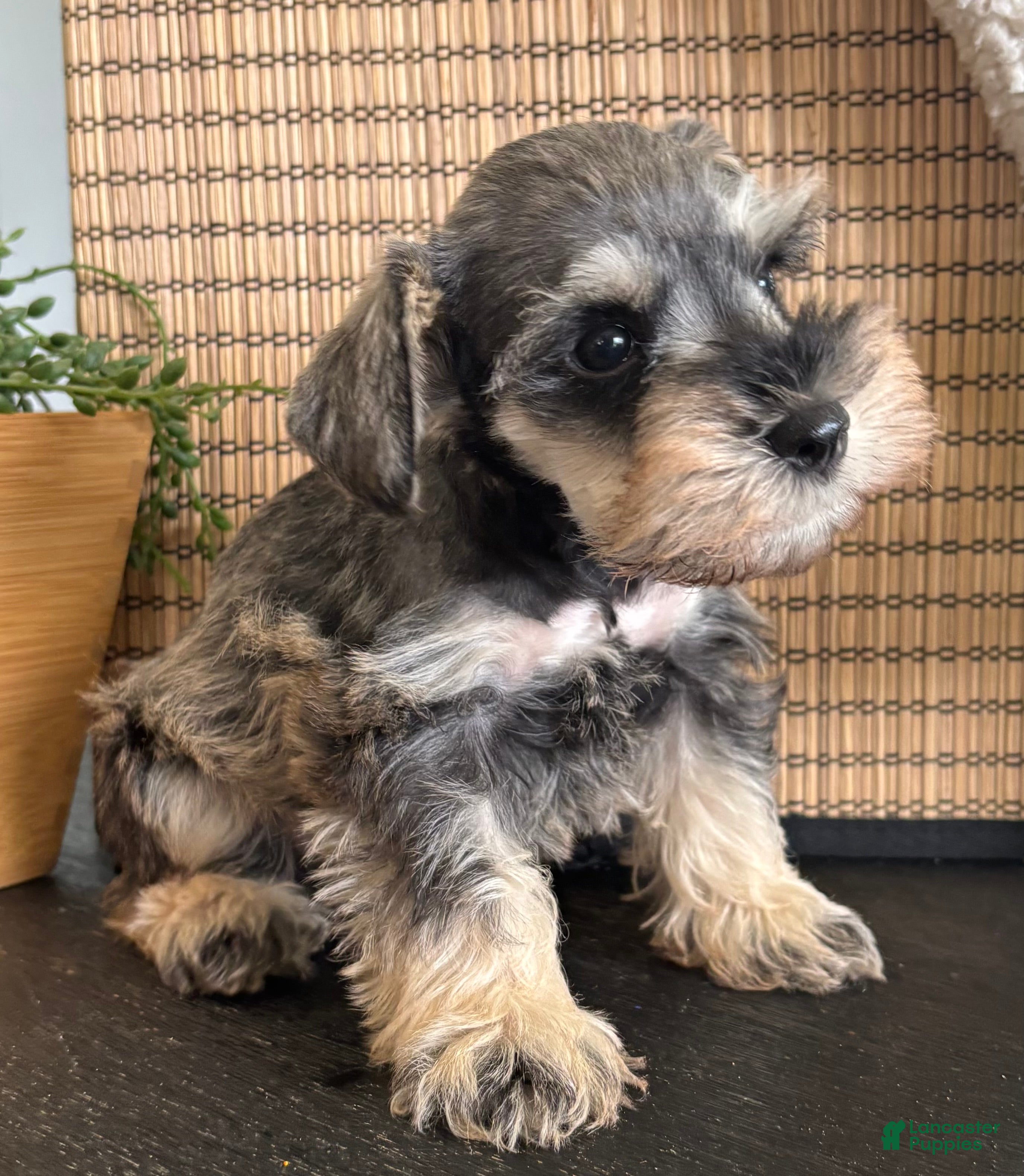 Miniature Schnauzer dogs Teddy - Ad 1