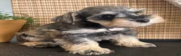 Miniature Schnauzer dogs for sale: Teddy - Ad 5