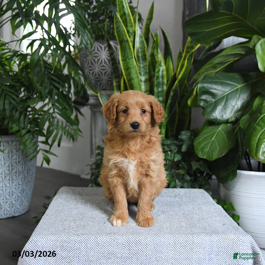 Mini Goldendoodle dogs Bonnie - Ad 2