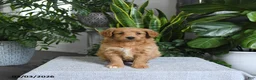 Mini Goldendoodle dogs for sale: Bonnie - Ad 2