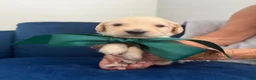 Goldendoodle dogs for sale: Tito - Green Bow Boy - Ad 1