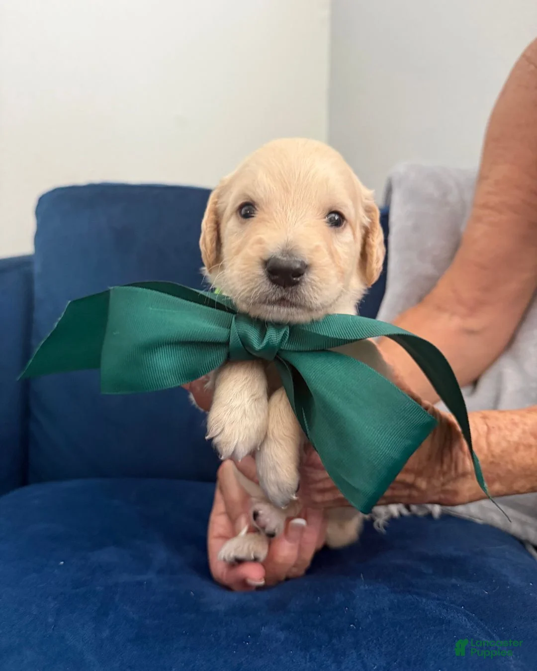 Goldendoodle dogs for sale: Tito - Green Bow Boy - Ad 1