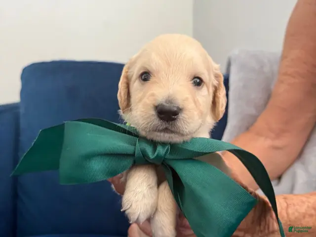 Goldendoodle dogs for sale: Tito - Green Bow Boy - Ad 1