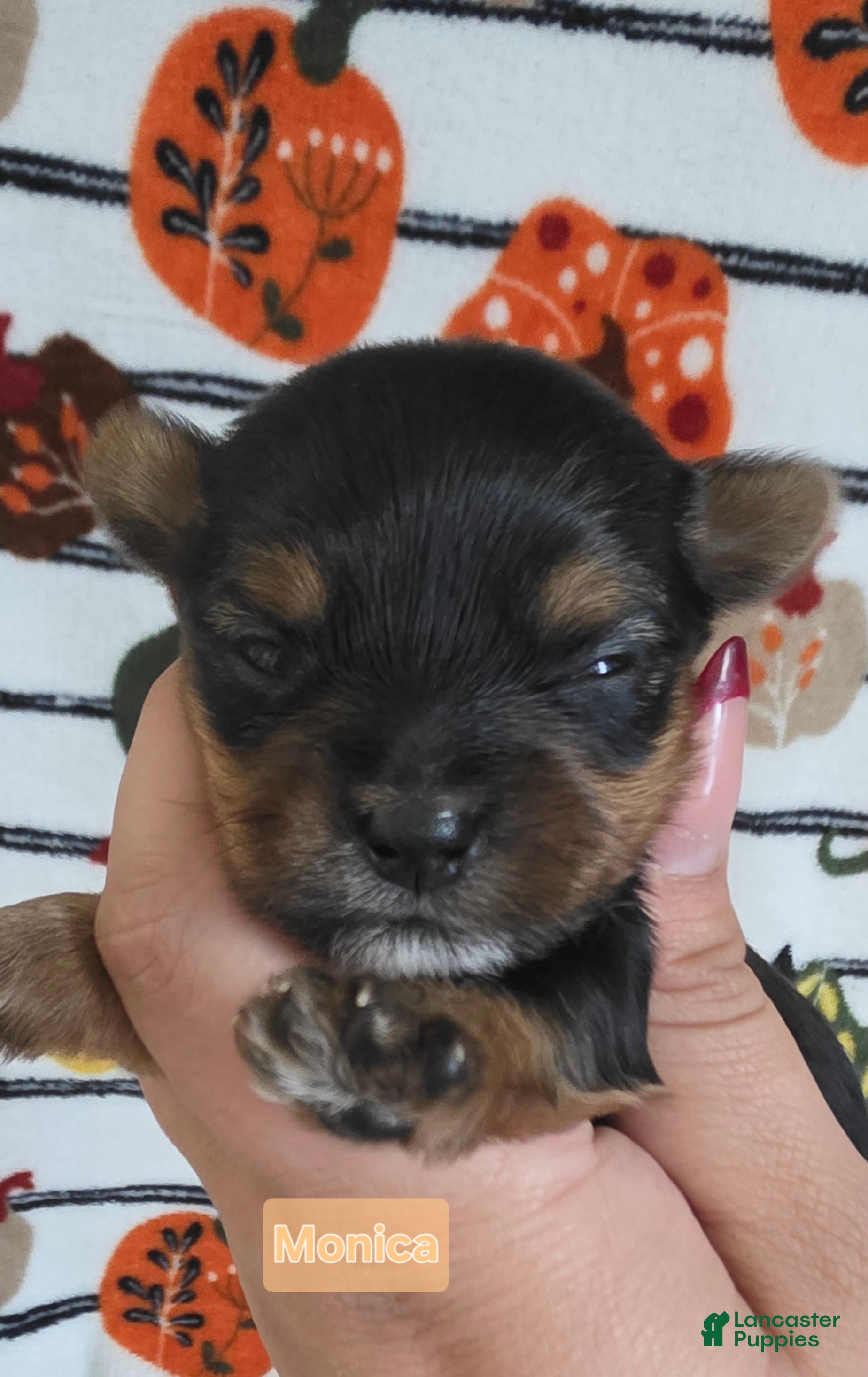Yorkshire Terrier dogs Monica - Ad 3