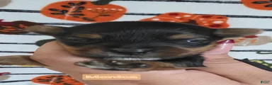 Monica