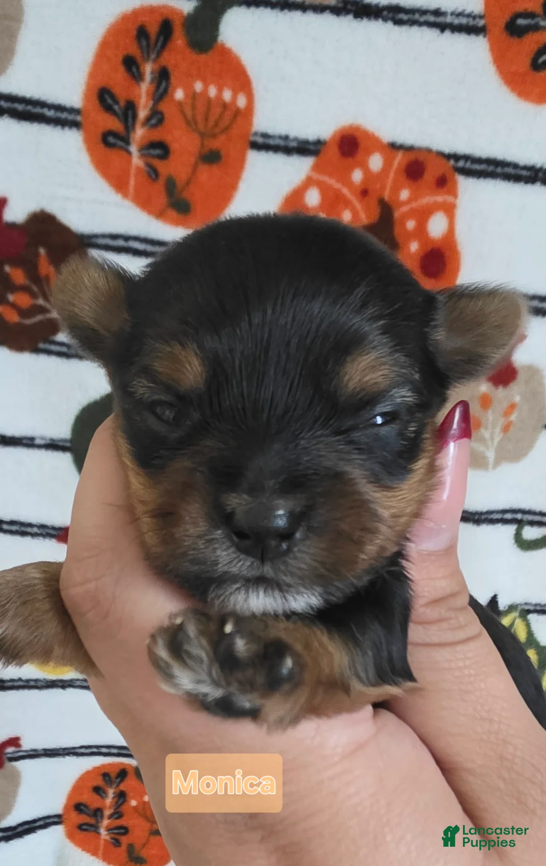 Yorkshire Terrier dogs for sale: Monica - Ad 1