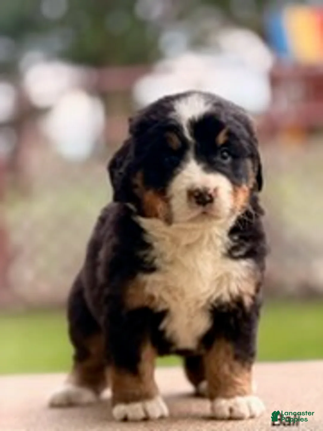 Bernese Mountain Dog dogs for sale: Bali - Ad 1