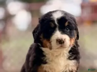 Bernese Mountain Dog dogs Bali - Ad 41