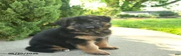 Mixed Breed dogs for sale: Rocky  - Ad 3