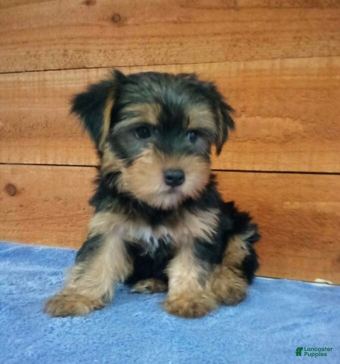 Yorkshire Terrier dogs Bear - Ad 1