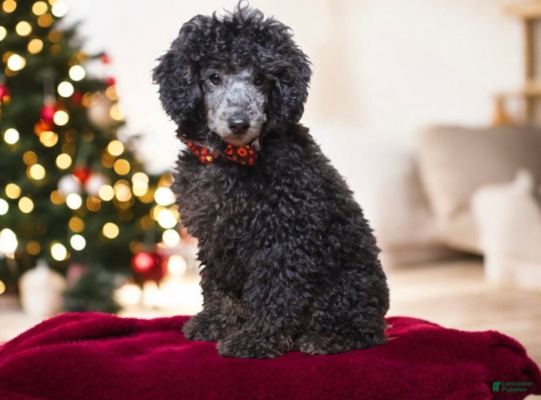 Toy Poodle dogs for sale: Jimmy - Ad 4