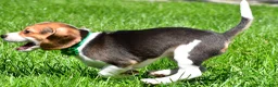 Beagle dogs for sale: Betty - Ad 4